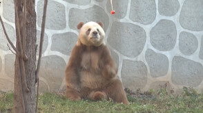 Вижте как спортува Ки Дзай – единствената в света панда с кафяво-бели петна, отглеждана в плен (ВИДЕО)