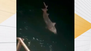 Гигант от дълбините: Уловиха 2,40-метрова есетра край Бяла (ВИДЕО)