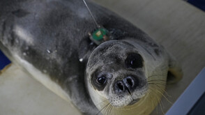 Забелязаха тюлен монах във Венецианската лагуна