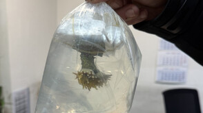 Задържаха живи корали на МП "Капитан Андреево" (СНИМКИ)