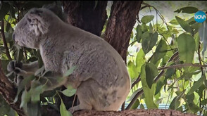 „Непознатите земи”: Австралия - страната на коалите