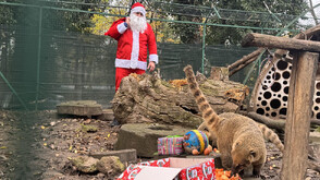 Дядо Коледа донесе подаръци и лакомства на животните във варненския зоопарк (СНИМКИ)