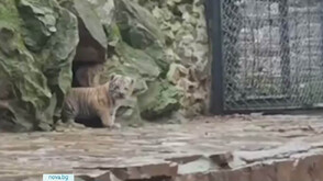 За първи път показаха пред публика бенгалското тигърче в зоопарка в Стара Загора