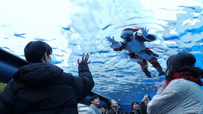 Дядо Коледа донесе лакомства на пингвините в аквариум в Токио (ВИДЕО)