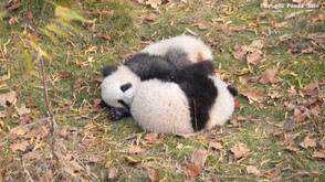 Заснеха боричкащи се бебета панди (ВИДЕО)