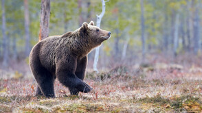Проучване: Италианските кафяви мечки са по-малко агресивни от другите европейски популации