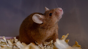 Мишка, която прекара 15 дни в космоса, роди здрави малки (ВИДЕО)