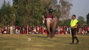 Слонове показаха завидни футболни умения на фестивал в Непал (ВИДЕО)