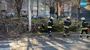 Бурният вятър в Пловдив: Над 80 сигнала за щети и пострадали автомобили