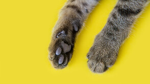 Имат ли животните доминираща лапа?