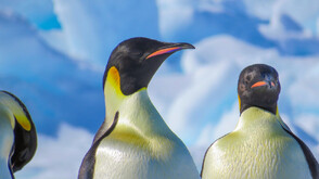 Императорските пингвини – майсторите на дълбоководното гмуркане