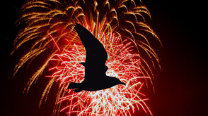 Пиротехниката на Нова година: Опасна за птици, диви и бездомни животни