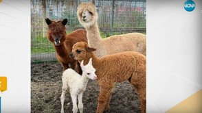 Бейби бум през годината в зоопарка в Бургас: Сред новородените има снежнобяла алпака и носати мечета