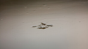 Кое изобретение е измислено от паяк векове преди хората да го открият