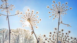 Януарска аномалия: Над 15 градуса в първия уикенд на годината
