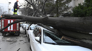 Огромно дърво падна върху кола в София (СНИМКИ)