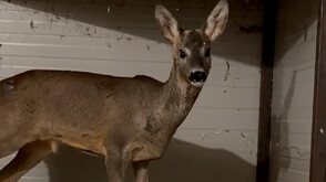 Спасиха сръндак в местността Аркутино (ВИДЕО)