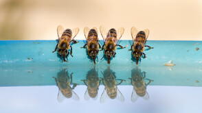 Пчелите получиха юридически права в Перу