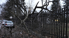 Дърво падна върху ограда на детска градина в София
