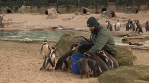 Пингвини, лъвове и капибари: Броят животните в зоопарка в Лондон (ВИДЕО)