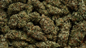 Заловиха над 739 кг марихуана в камион на ГКПП „Капитан Андреево”