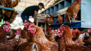 Две огнища на птичи грип при кокошки и патици от началото на годината