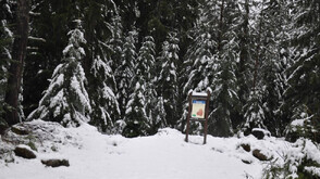 Опасност от падащи дървета и клони заради силния вятър в НП "Пирин"