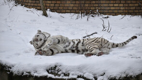 Бенгалският тигър Каифа се радва на снега в Софийския зоопарк