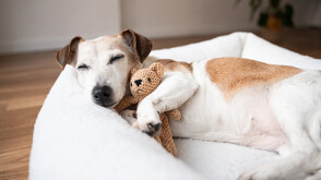 Кои са най-сънливите кучета