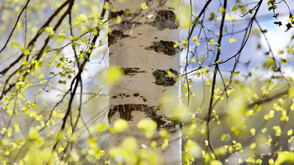 Една истинска звезда в Instagram: Какво е бъдещето на Самотното дърво (СНИМКИ)