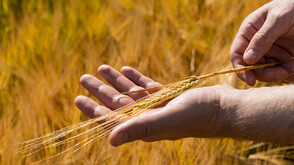 Зърнопроизводител: Споразумение с държавите от Меркосур ще вкара опасни култури в ЕС