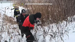Унгарски огнеборци спасиха куче от замръзналата река Дунав (ВИДЕО)