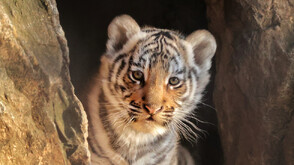 Избират име на първото бенгалско тигърче, родено в зоопарк у нас (СНИМКА)