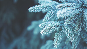 Студ и температурни аномалии до края на януари