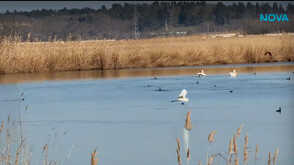 „Дотам и обратно”: Магията на птичия рай край Карнобат и Бургас