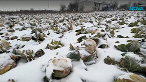 Абсурд в Кнежа: Земеделец заравя 50 тона зеле заради ниски изкупни цени