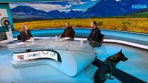 Отровените лешояди в Котленския балкан застрашават възстановяването на вида