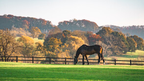 Проучване: Конете могат да помиришат страха