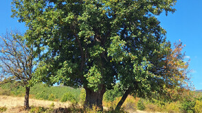 Обявиха нови четири вековни дървета за защитени