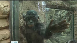 Зоопаркът във Франкфурт посрещна бебе от застрашения вид маймуна бонобо