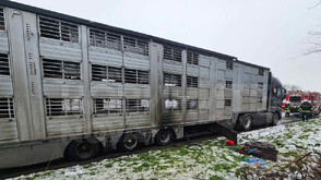 Камион, превозващ 178 прасета, се запали на пътя Хасково – Димитровград