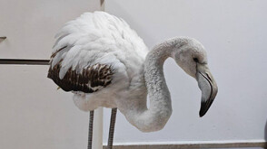 Спасиха бедстващо фламинго край Бургас (СНИМКА)