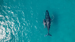 Китовете в Северния Атлантик се учат да „споделят“ храната си заради климатичните промени