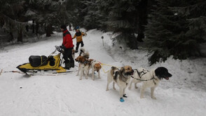 Състезание с кучешки впрягове в Чехия (ВИДЕО)