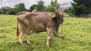 Австрийска крава демонстрира неочаквани когнитивни способности (ВИДЕО)