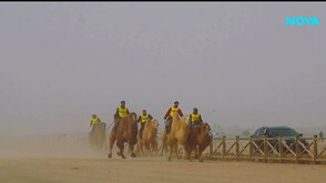 Близо 700 камили участваха в състезание в Китай (ВИДЕО)