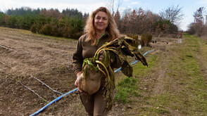 9-килограмово цвекло отгледаха край Елин Пелин