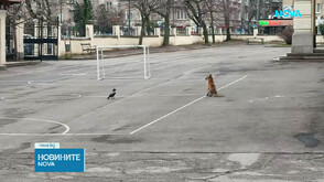 Необичаен посетител: Лисица се появи в двора на столично училище (ВИДЕО)