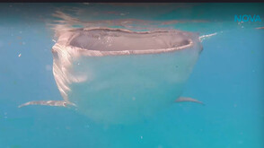 „Непознатите земи”: Филипини - раят за приключения и емоции (ВИДЕО)