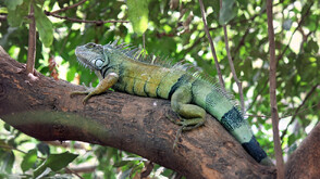 Игуани падат от дърветата във Флорида